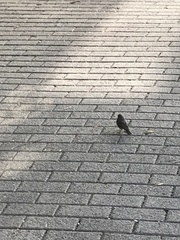 Phoenicurus ochruros