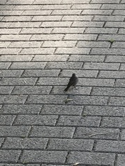 Phoenicurus ochruros