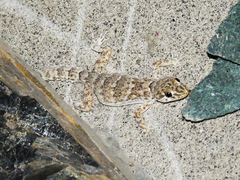 Altiphylax stoliczkai