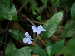 Barleria courtallica