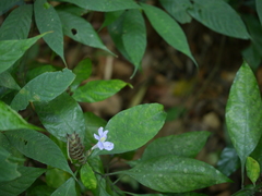 Barleria courtallica
