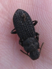 Nyctoporis