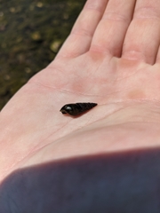 Semisulcospiridae