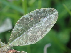 Psyllobora vigintiduopunctata