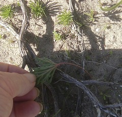 Pelargonium pillansii