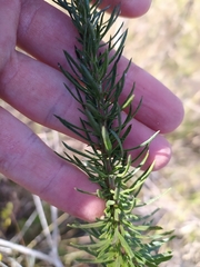 Pseudobrickellia brasiliensis