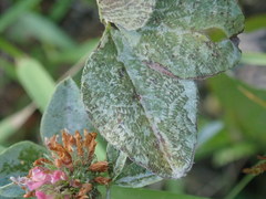 Psyllobora vigintiduopunctata