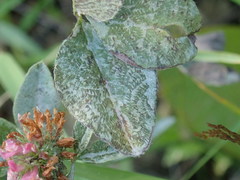 Psyllobora vigintiduopunctata