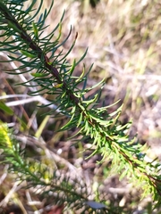 Pseudobrickellia brasiliensis