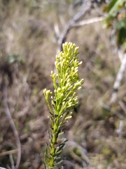 Pseudobrickellia brasiliensis