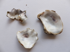 Magallana angulata × gigas