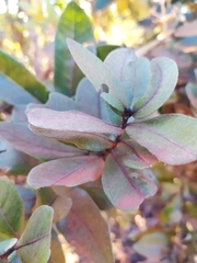Psidium laruotteanum