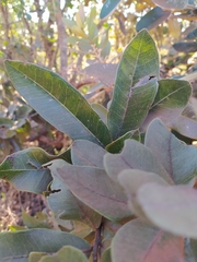 Psidium laruotteanum