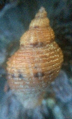 Ocenebrinae