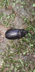 Coleoptera