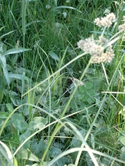 Scirpus atrovirens