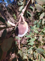 Enterolobium gummiferum