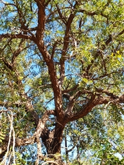 Enterolobium gummiferum