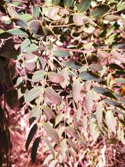 Enterolobium gummiferum