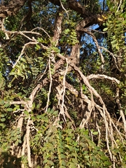 Enterolobium gummiferum