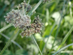 Scirpus atrovirens
