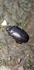 Coleoptera