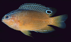 Miller's Damselfish photo 4