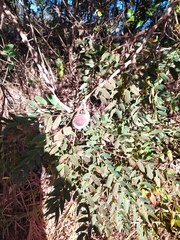 Enterolobium gummiferum