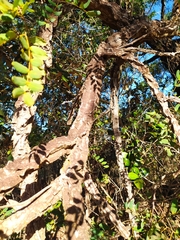 Enterolobium gummiferum
