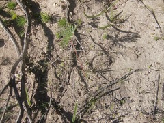 Pelargonium pillansii