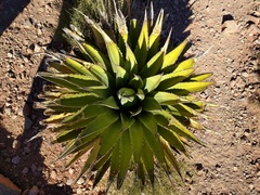 Agave utahensis kaibabensis
