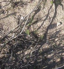 Pelargonium pillansii