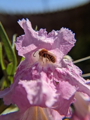 Melissodes agilis
