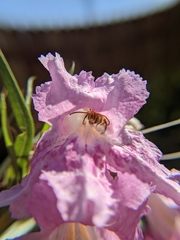 Melissodes agilis