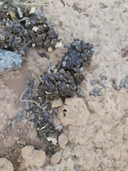 Chrysocyon brachyurus