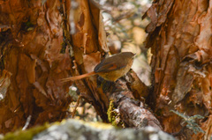 Sylviorthorhynchus yanacensis