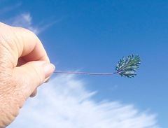 Pelargonium pillansii