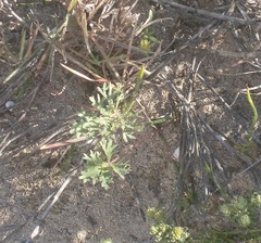 Pelargonium pillansii