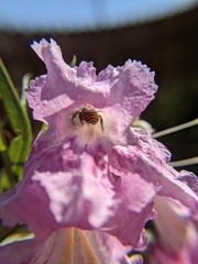Melissodes agilis