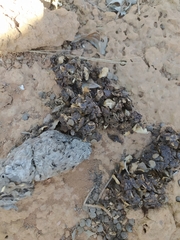 Chrysocyon brachyurus