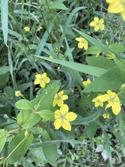 Lysimachia ciliata