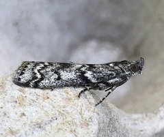 Pyla fusca