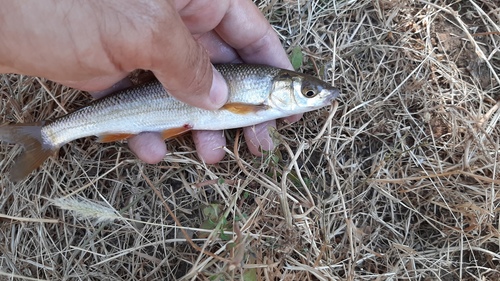 Southern straight-mouth nase (Pseudochondrostoma willkommii) — Cyprinidae — 2
