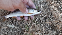 Pseudochondrostoma willkommii