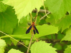 Tmetogaster nubilipennis