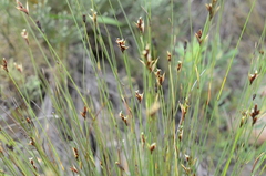 Hypodiscus alboaristatus