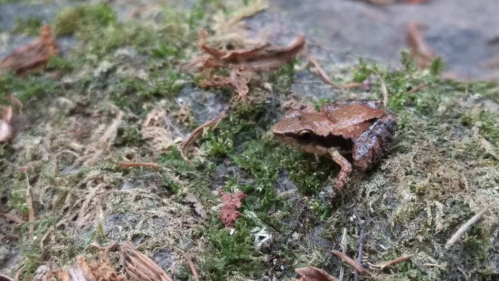 Silent Valley Dancing Frog