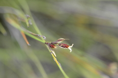 Hypodiscus alboaristatus
