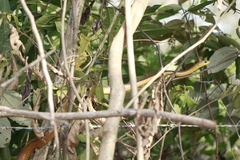 Chironius spixii
