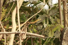 Chironius spixii